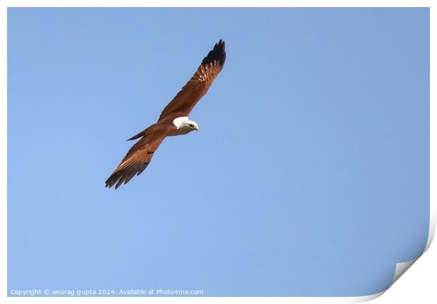 Brahminy Kite Print by anurag gupta