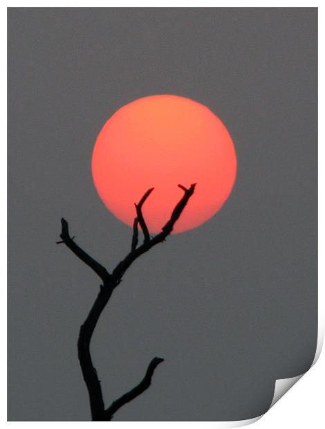 sun at dawn Print by anurag gupta