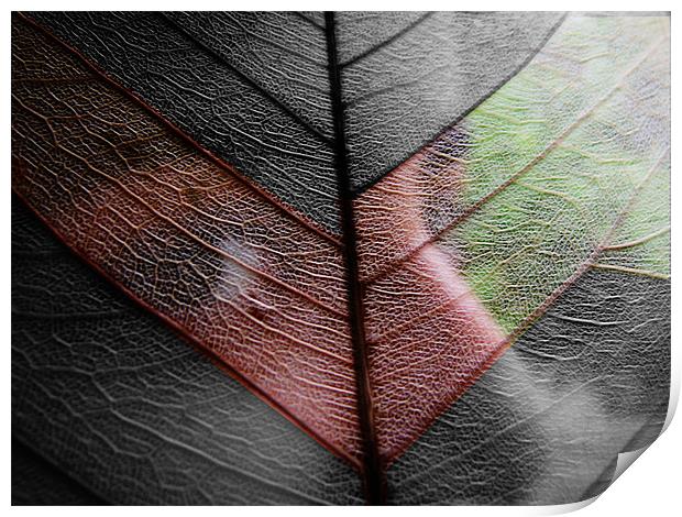 leaf veil Print by anurag gupta