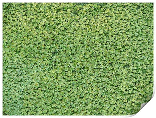 green carpet Print by anurag gupta
