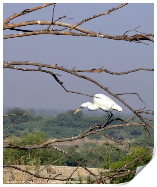 Great Egret   Print by anurag gupta