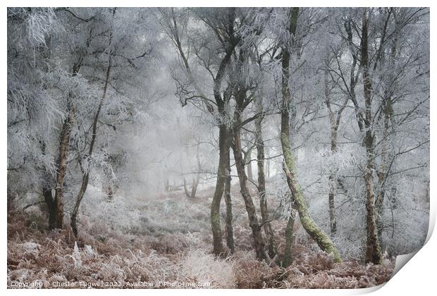 Hoar Frost, Hesworth Common 1 Print by Chester Tugwell