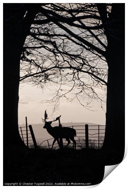 Stag in Petworth Park Print by Chester Tugwell