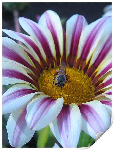 flower bee  Print by haneen ali