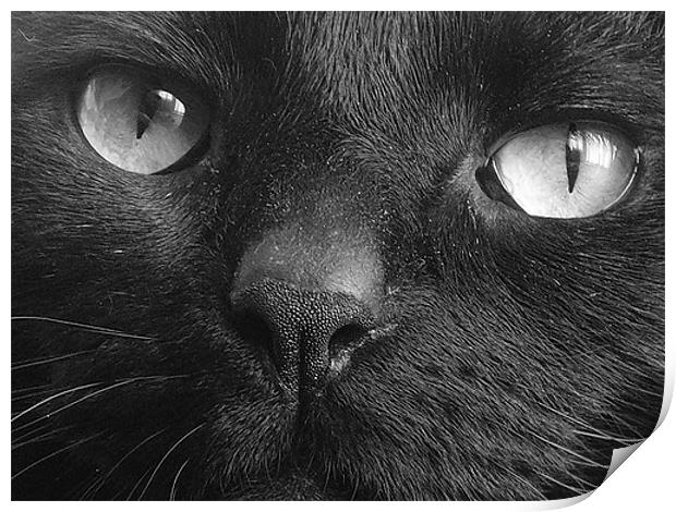 Tequinha - Black Cat Face Print by Terry Lee