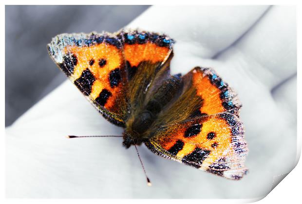 Butterfly Print by Sophie Pedley