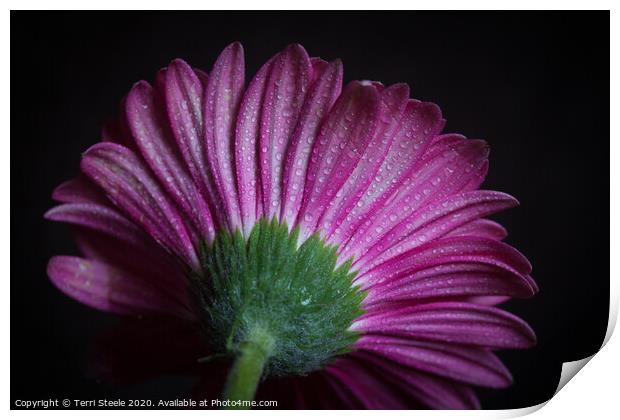 Gerbera Daisy Print by Terri Steele