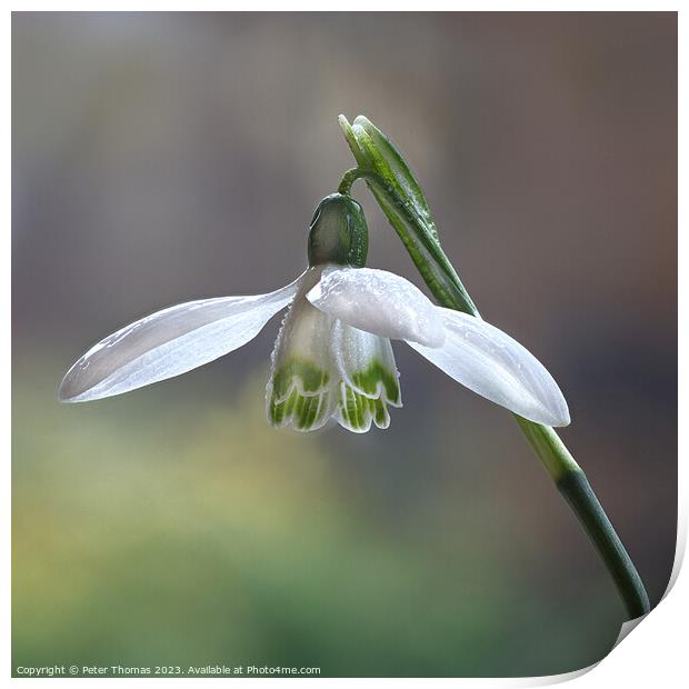 A Delicate White Bloom Snowdrop, Print by Peter Thomas