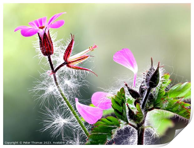 Explosive Pink Ground Cover Herb Robert  Print by Peter Thomas