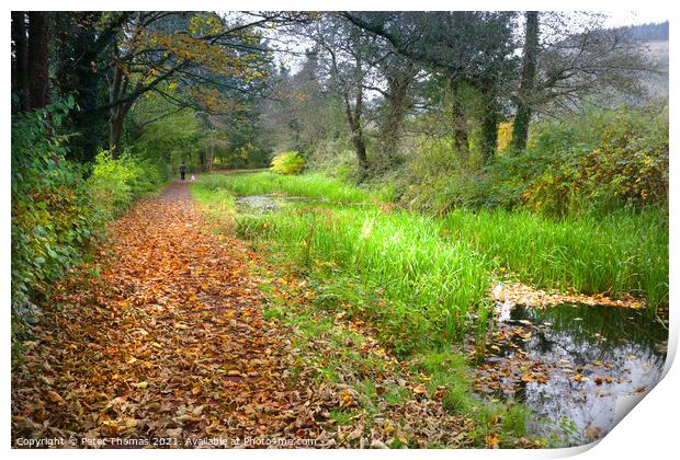 A Serene Autumn Stroll Print by Peter Thomas