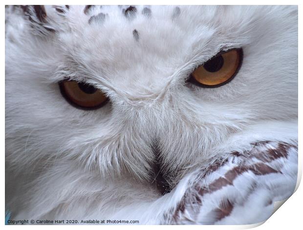 A close up of an owl Print by Caroline Hart