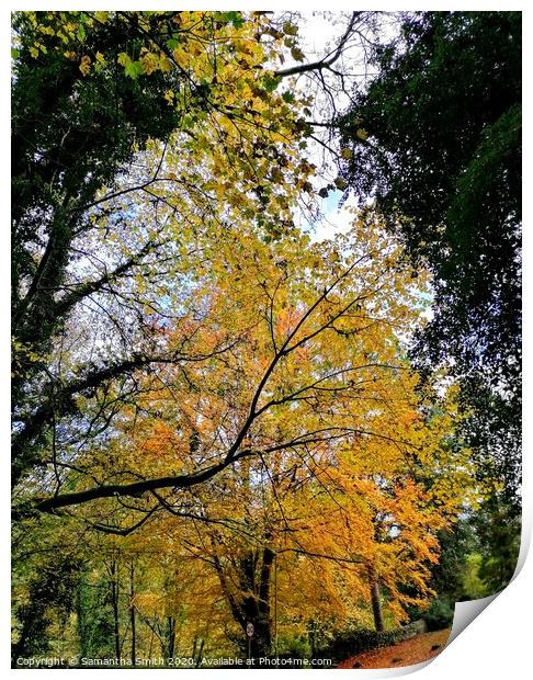 Tree in Autumn, bright and beautiful Print by Samantha Smith