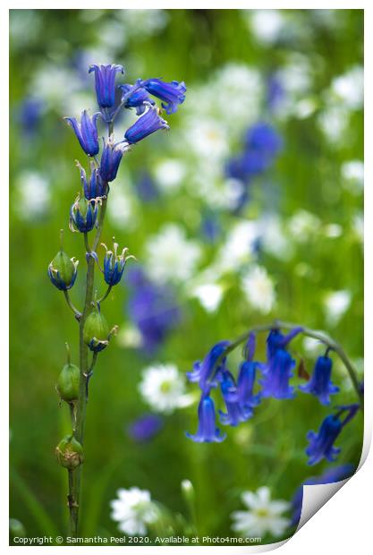 Blue Bell flowers Print by Samantha Peel