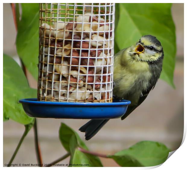 Blue Tit Print by David Buckland