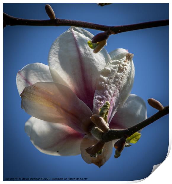 Magnolia Flower Print by David Buckland