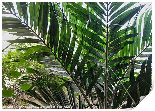 Plant leaves Print by Kevin Plunkett