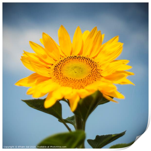 Sunflower  Print by Efraim Gal
