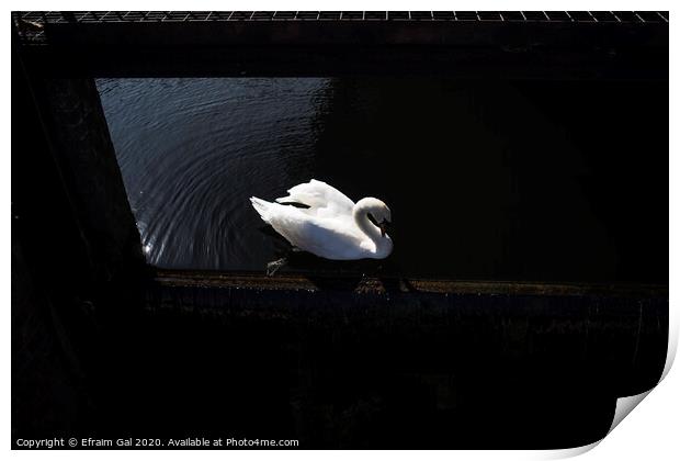 Lonely swan Print by Efraim Gal