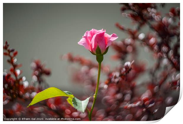 Lonely pink rose Print by Efraim Gal