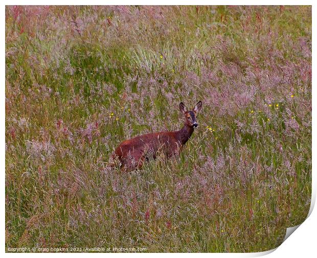 Roe Deer Outdoor field Print by craig hopkins