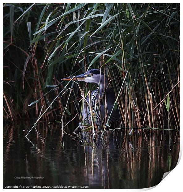 Heron hiding in the reeds Print by craig hopkins