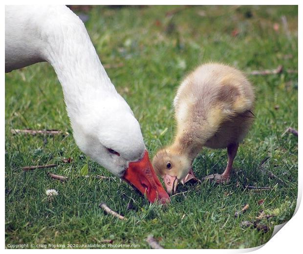 A mother goose and gosling Print by craig hopkins