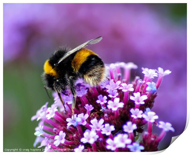 Bumble bee at work Print by craig hopkins
