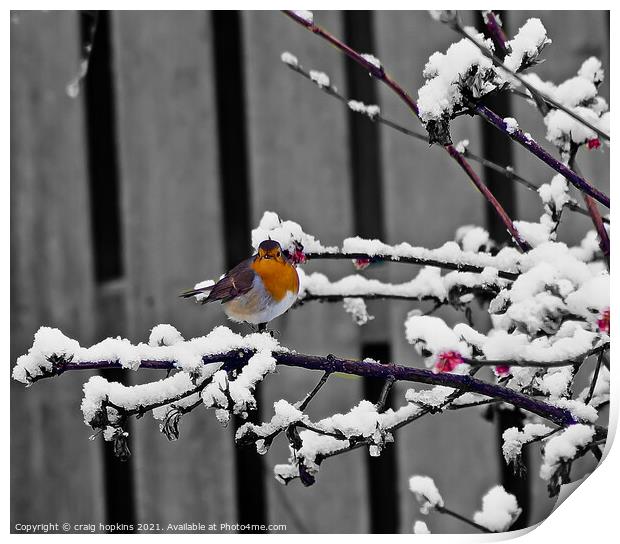 A Robin sat in atree in the snow Print by craig hopkins