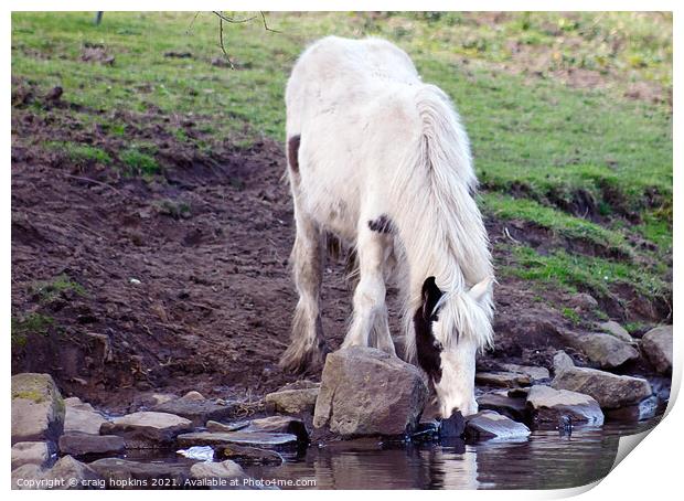 Thirsty horse Print by craig hopkins