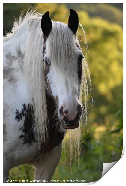 Animal horse Print by Ruth Williams