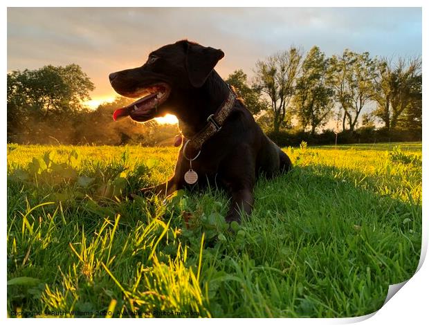 Labrador at sunset in a field  Print by Ruth Williams