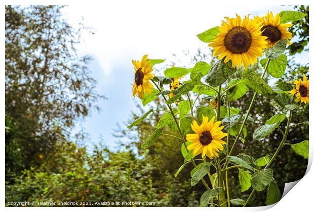 Garden Sunflowers Print by Heather Sheldrick