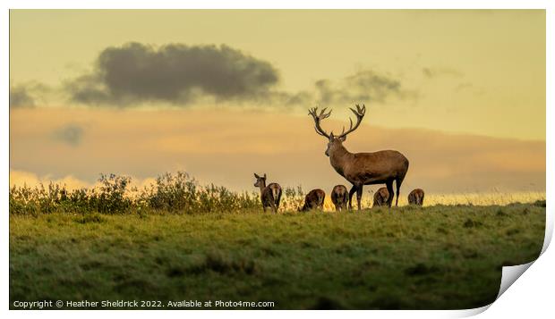 Stag and family at golden hour Print by Heather Sheldrick