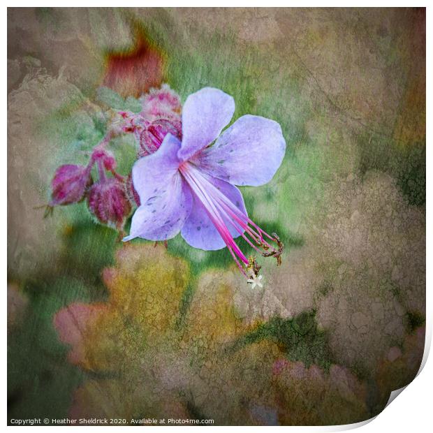 English Garden Flower with textures wall art Print by Heather Sheldrick