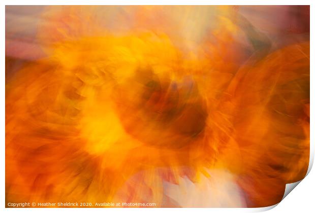 The Eye of the Sunflower Print by Heather Sheldrick