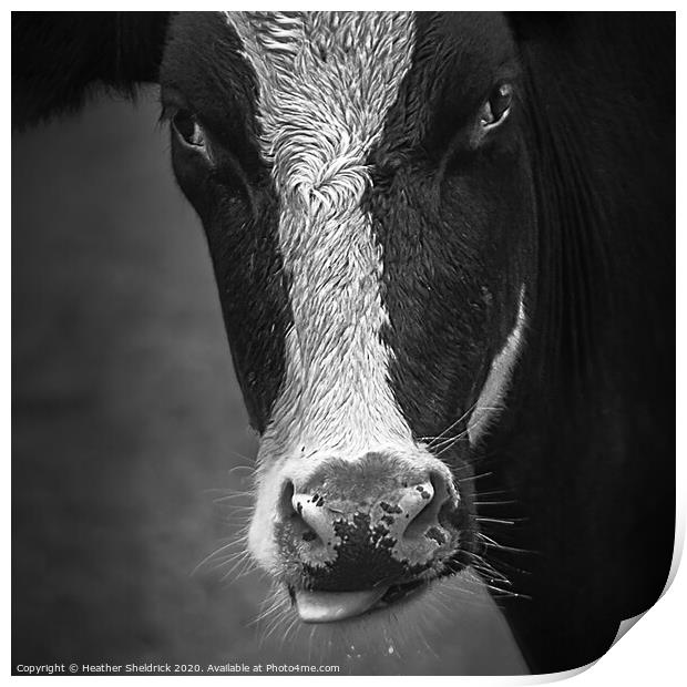 Cheeky Cow Print by Heather Sheldrick