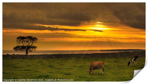 Silverdale Sunset with Cattle Print by Heather Sheldrick