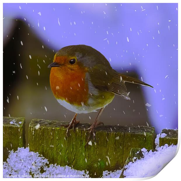 Robin Redbreast and Snowflakes Print by Heather Sheldrick