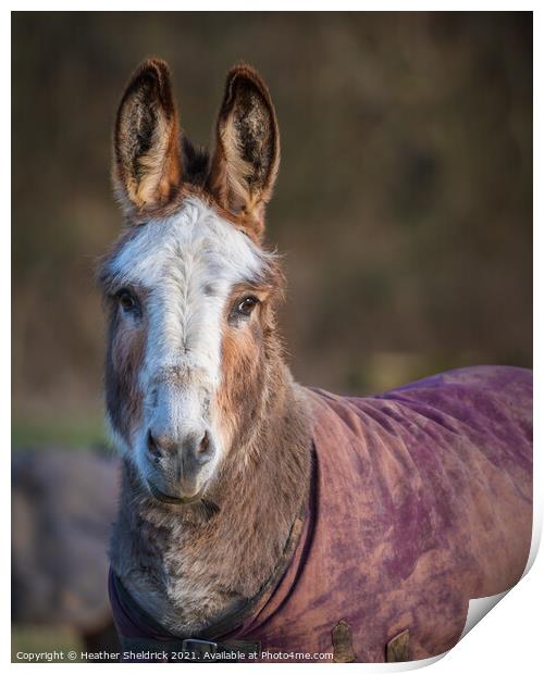 Portrait of a Donkey Print by Heather Sheldrick