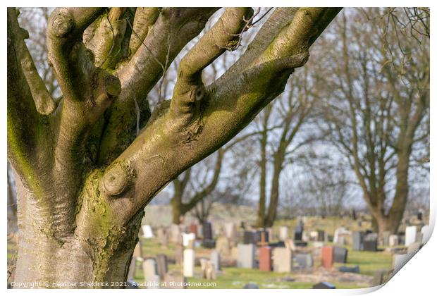 Cemetery with tree Print by Heather Sheldrick