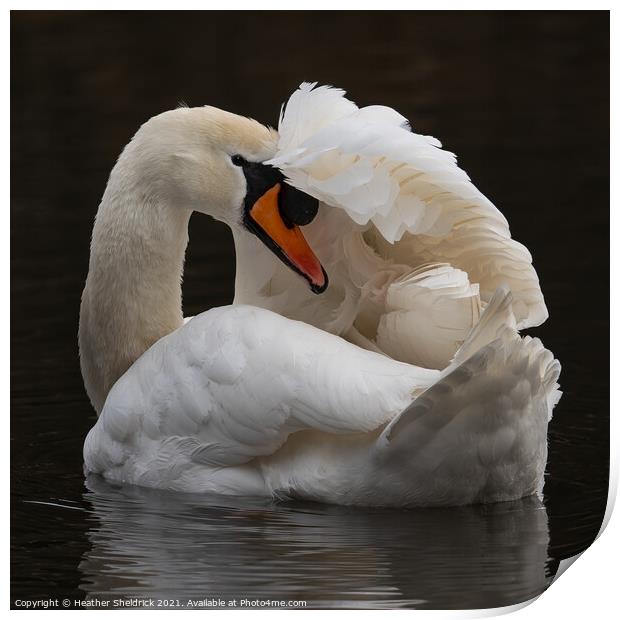 Swan with wing over head Print by Heather Sheldrick