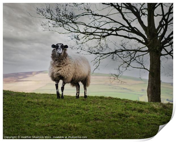 Lone Blackface sheep on hillside Print by Heather Sheldrick