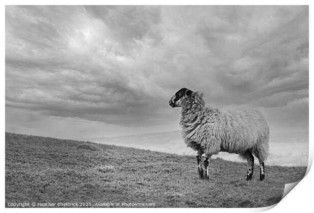 Blackface Sheep on hillside Print by Heather Sheldrick