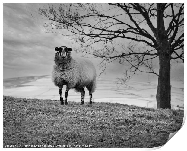 Lone Blackface sheep on hillside monochrome Print by Heather Sheldrick