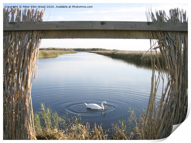 Swan in wetlands Print by Peter Ekin-Wood