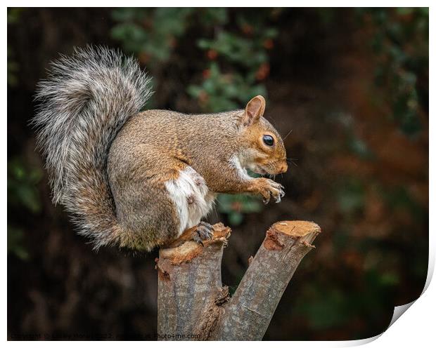 A squirrel standing on a branch Print by Lesley Moran
