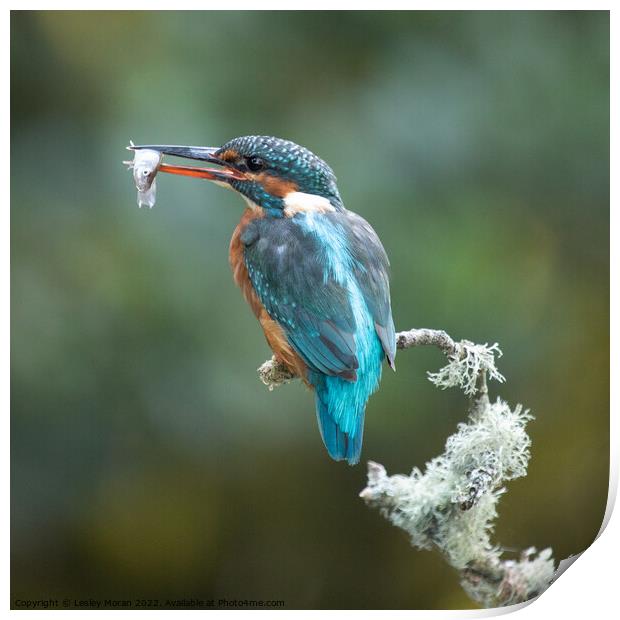 Kingfisher Catch Print by Lesley Moran