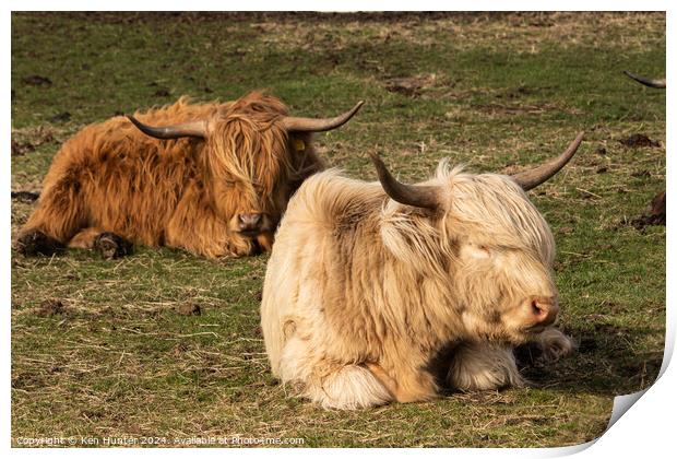 Sleeping Highland Cows Print by Ken Hunter