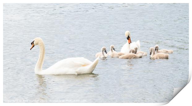Mute Swans with Young In High-key Image Print by Ken Hunter