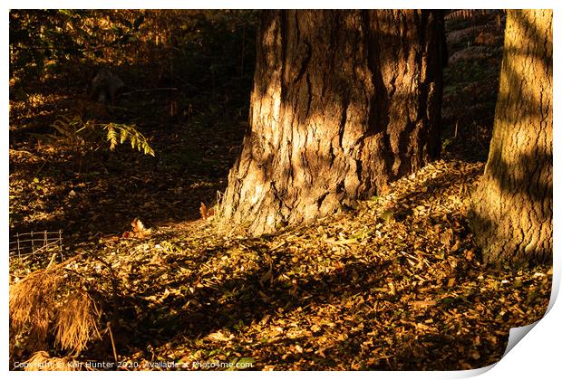 Autumn Morning Sunlight in Sherwood Forest Print by Ken Hunter